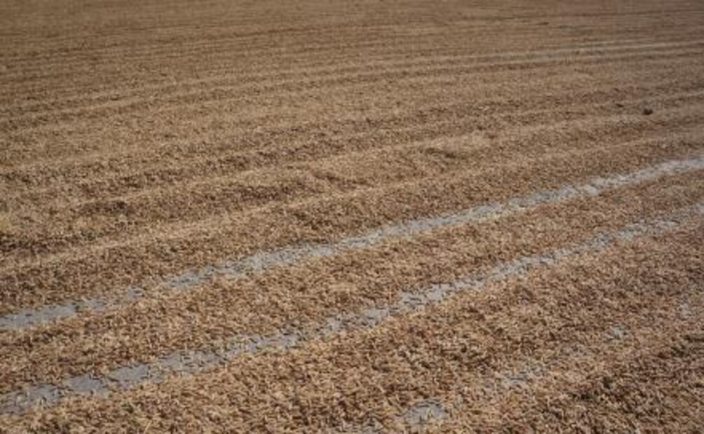 Después del temblor, Jojutla se levanta a través del arroz
