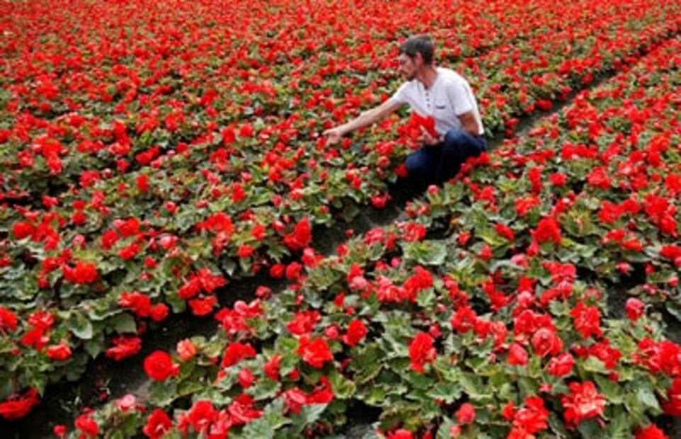 Alfombra de flores cubre la Grand-Place de Bruselas