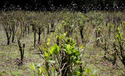 ​Cultivo de drogas en México, a “niveles récord”, advierte EU