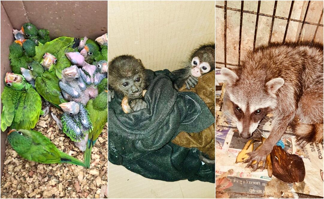 Foto: Archivo/EL UNIVERSAL.