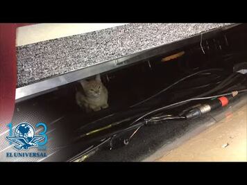 Un gatito fue el invitado inesperado a la mañanera de AMLO