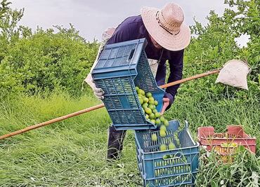 AUDIO: "El Bótox", responsable de extorsiones a limoneros, ordena bloqueos y asesinato de policías estatales y federales