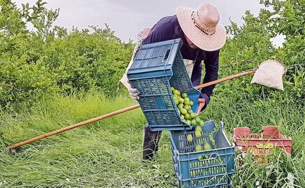Falla lucha contra extorsión: citricultores de Michoacán