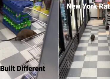 ¡Parece un perro! Captan impresionante video de enorme rata en local de Nueva York