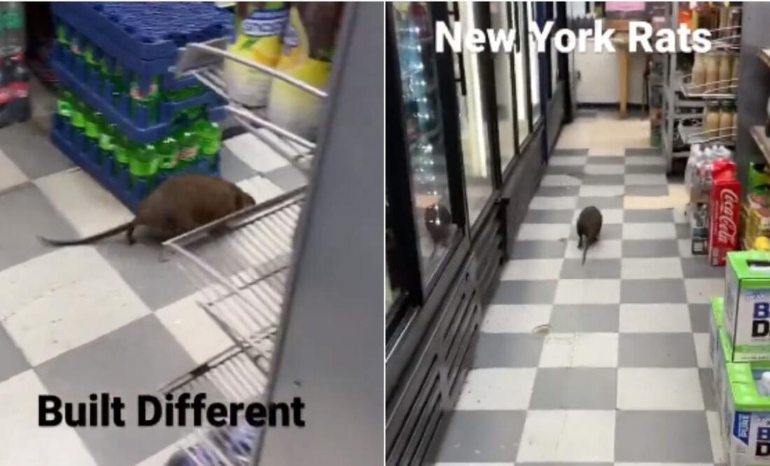 Internautas señalaron que la rata parecía tener el tamaño de un gato o un perro. FOTO: Twitter: @CatchUpFeed