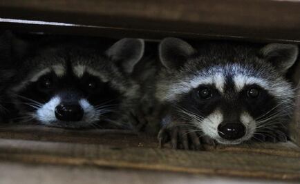 Nacen 11 crías de fauna silvestre en Puebla