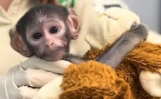 ¿Punch mexicano? Zoológico de Guadalajara presenta a “Yuji”, el mono bebé; conoce su historia 