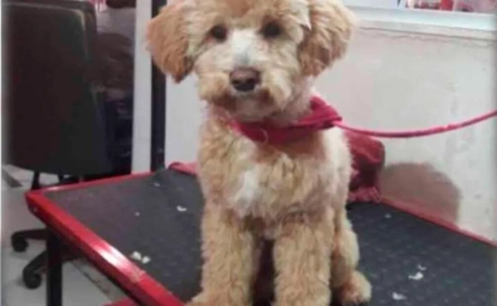 "Llevó a su perro a la veterinaria, jamás lo fue a buscar", la historia del lomito que abandonaron en Argentina