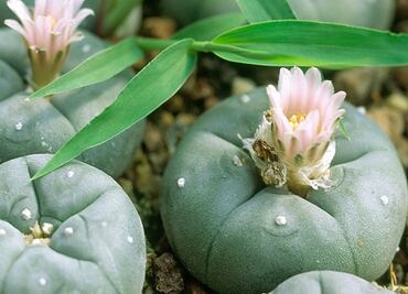 Detienen a mujeres con pastillas y peyote en Mérida