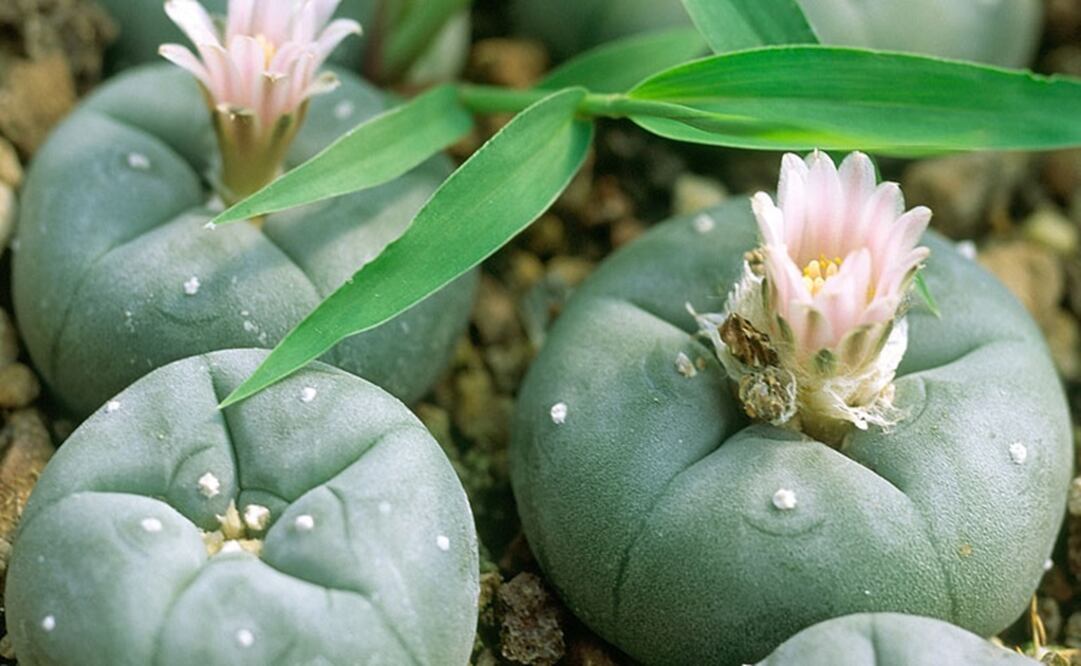 Aseguraron un total de 569 unidades psicotrópicas en diversas presentaciones farmacéuticas; así como dos plantas de peyote. Foto: Archivo/ EL UNIVERSAL
