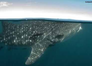Conanp advierte daños a tiburones ballena por embarcaciones en La Paz, BC; lanza documental para preservar a la especie