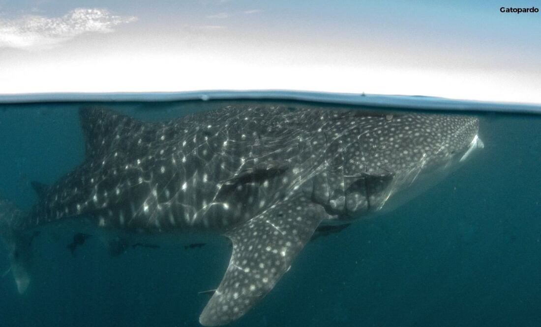 Conanp advierte daños a tiburones ballena por embarcaciones en La Paz, Baja California Sur. Foto: Especial