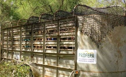 Universidad de BCS recibe 37 animales decomisados a zoo