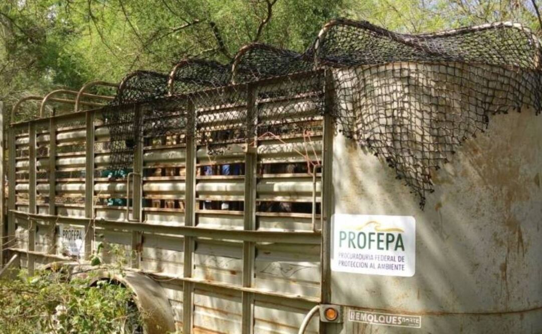 Foto: Profepa