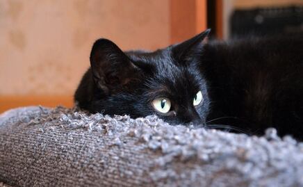 Conoce 3 ideas de muebles rascadores para gatos que seguro amarás