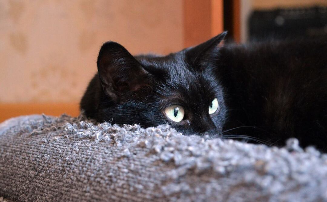 Rascadores para gatos. Fuente: Pixabay