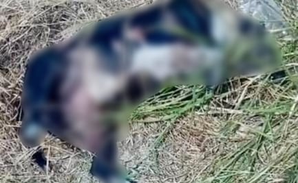 Policías de Juchipila, Zacatecas, capturan y matan a balazos a perros en situación de calle; animalistas levantan la voz