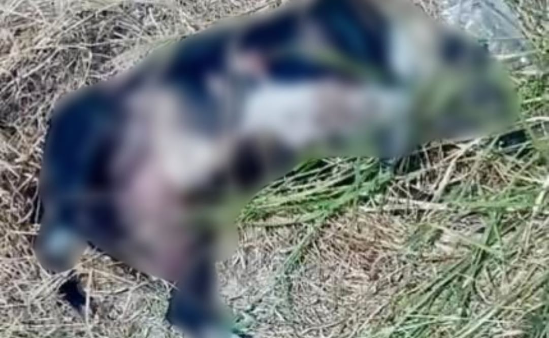 Policías de Juchipila capturan y matan a balazos a perros en situación de calle; animalistas levantan la voz.
Foto: Especial.