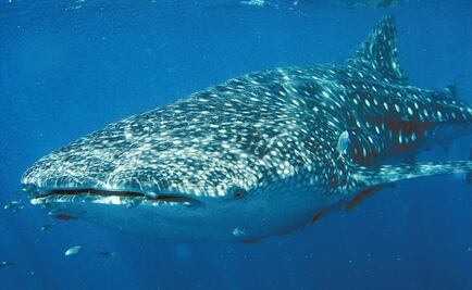 Solicitan declarar zona de refugio para Tiburón Ballena en BCS