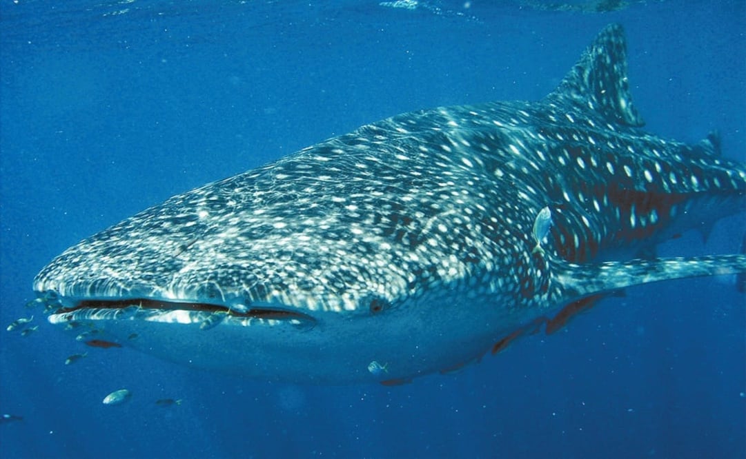 Foto: Archivo/ EL UNIVERSAL