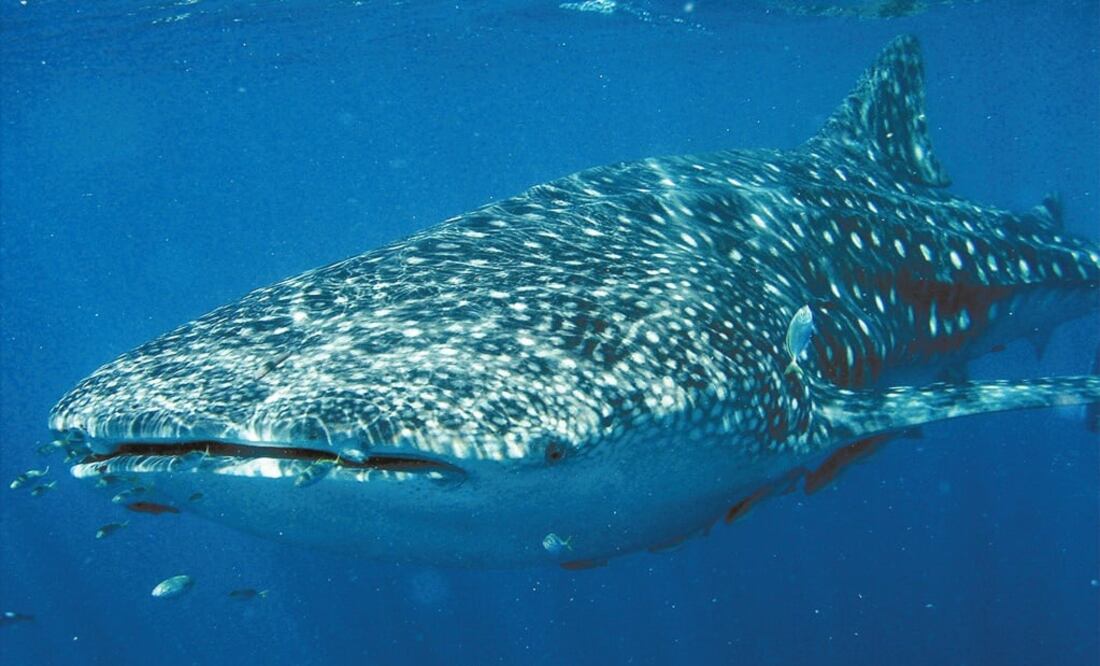 Foto: Archivo/ EL UNIVERSAL