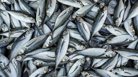 Sardineras colapsan el medio ambiente