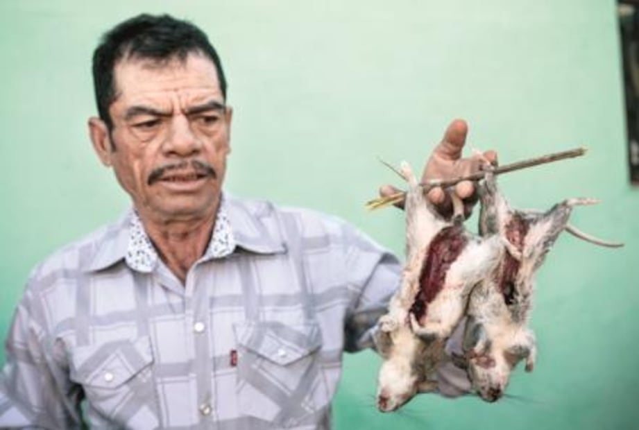 ¿Comerías caldo de rata de campo?