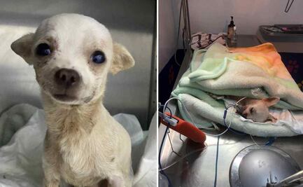 Pincky, el pequeño gran héroe herido por defender su casa de ladrones en Nayarit