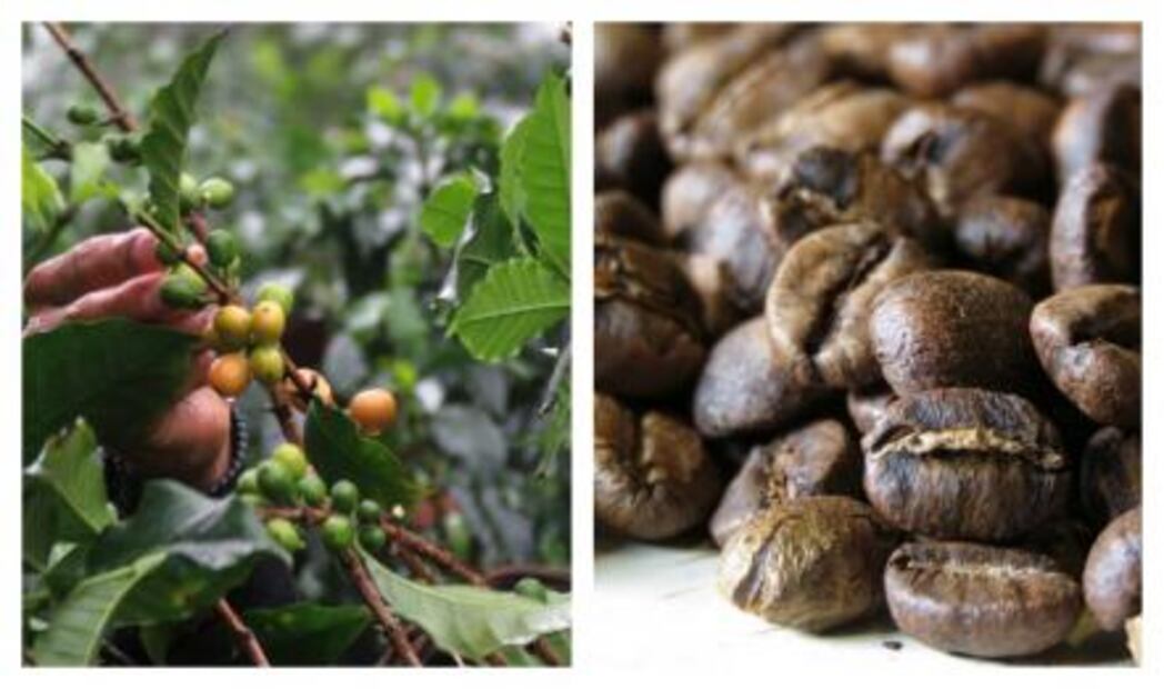 La taza de café perfecta de Noma México