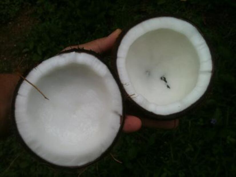 Cuida a tu mascota con aceite de coco y mejora su salud
