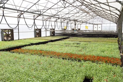 A cada habitante de la CDMX ¿Cuántos metros de área verde le tocan?