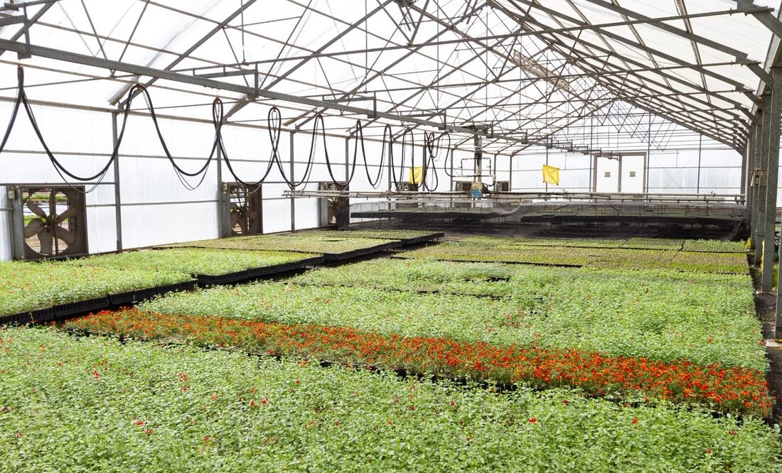 Árbloes CDMX. Foto Especial