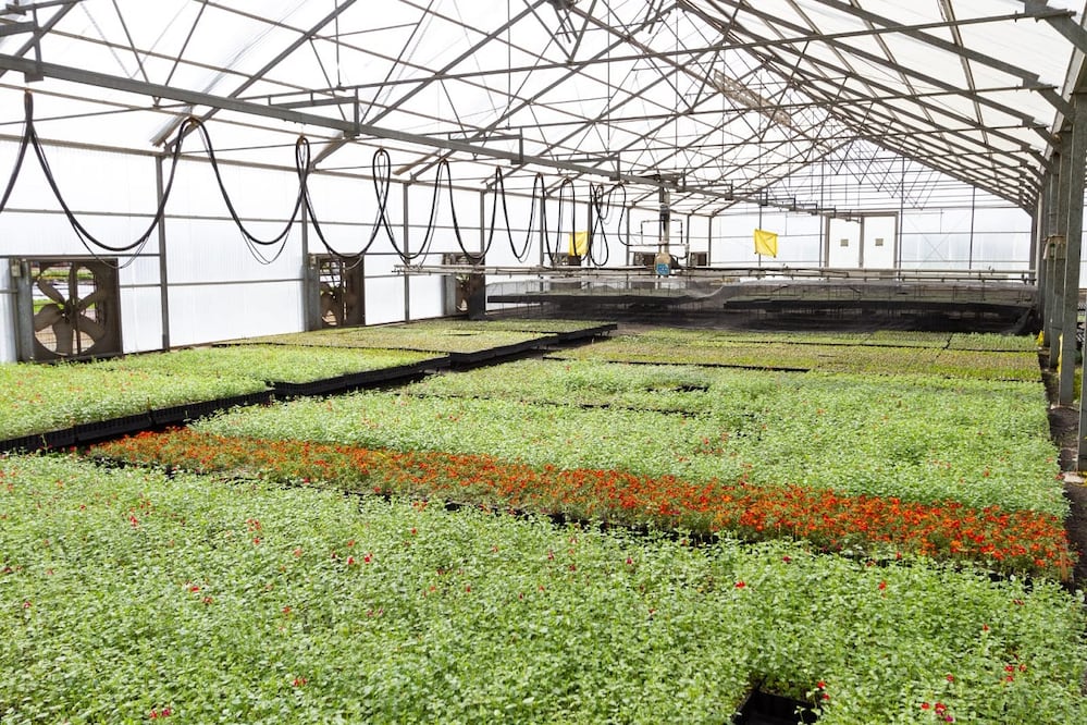 Árbloes CDMX. Foto Especial