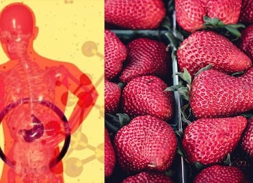 ¿Cuáles son los síntomas que podrían experimentar los intoxicados por consumo de fresas contaminadas con hepatitis “A”?