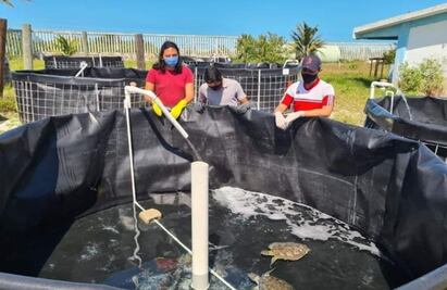 Aumenta arribo de tortugas marinas en Yucatán; más de 21 mil 600 crías de julio a septiembre