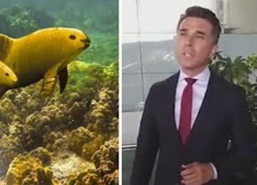 Mayer, ¡lo vuelve a hacer! ahora inventa la “Vaquita amarilla”