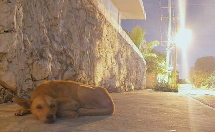 Entra en vigor nueva legislación en materia de maltrato animal en Yucatán