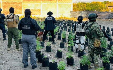 Localizan invernadero con más de 400 plantas de marihuana en Ayala, Morelos; esperan que Fiscalía inicie investigación