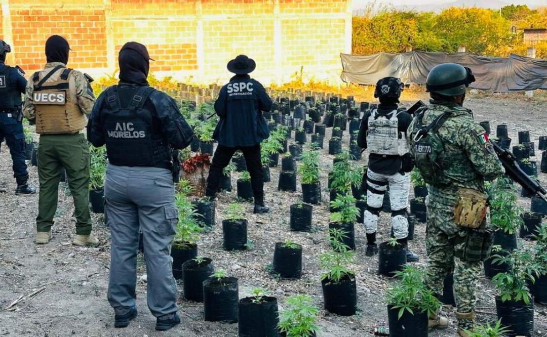 En el invernadero hallaron 420 macetas de plantas de marihuana de diversas alturas, entre 50 y 80 centímetros, así como 61 macetas con semillas en germinación (07/03/2025). Foto: Especial