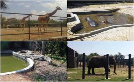 Aseguran 338 animales de zoológico en Querétaro