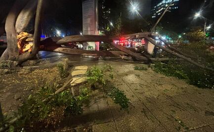 Árbol de gran tamaño cae en Paseo de la Reforma y daña estructura metálica; hay afectaciones en servicio de Línea 7 del Metrobús