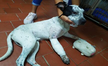 Temo, perrito rescatado en Línea 1 del Metro, se recupera de cirugía tras fractura en una de sus patitas