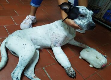 Temo, perrito rescatado en Línea 1 del Metro, se recupera de cirugía tras fractura en una de sus patitas