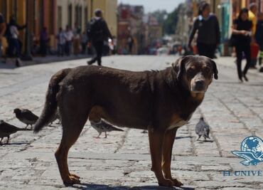 "Mazapán", el perro bailarín más famoso de Oaxaca