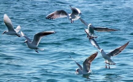 Regeneran biodiversidad en islas mexicanas