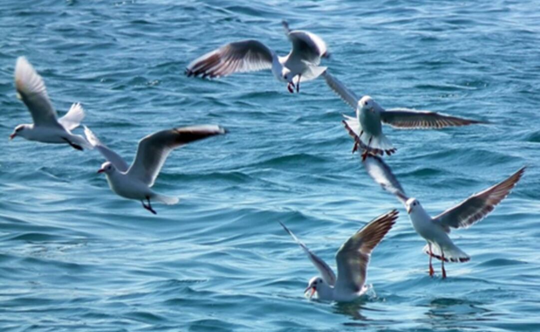 (FOTO: Archivo/EL UNIVERSAL)