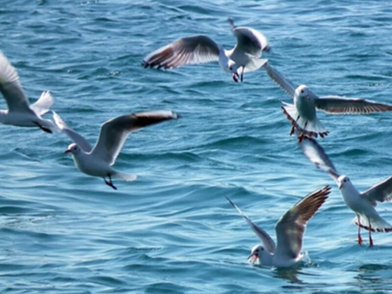 Regeneran biodiversidad en islas mexicanas