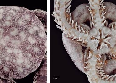 UNAM scientists discover new sea species in Cozumel