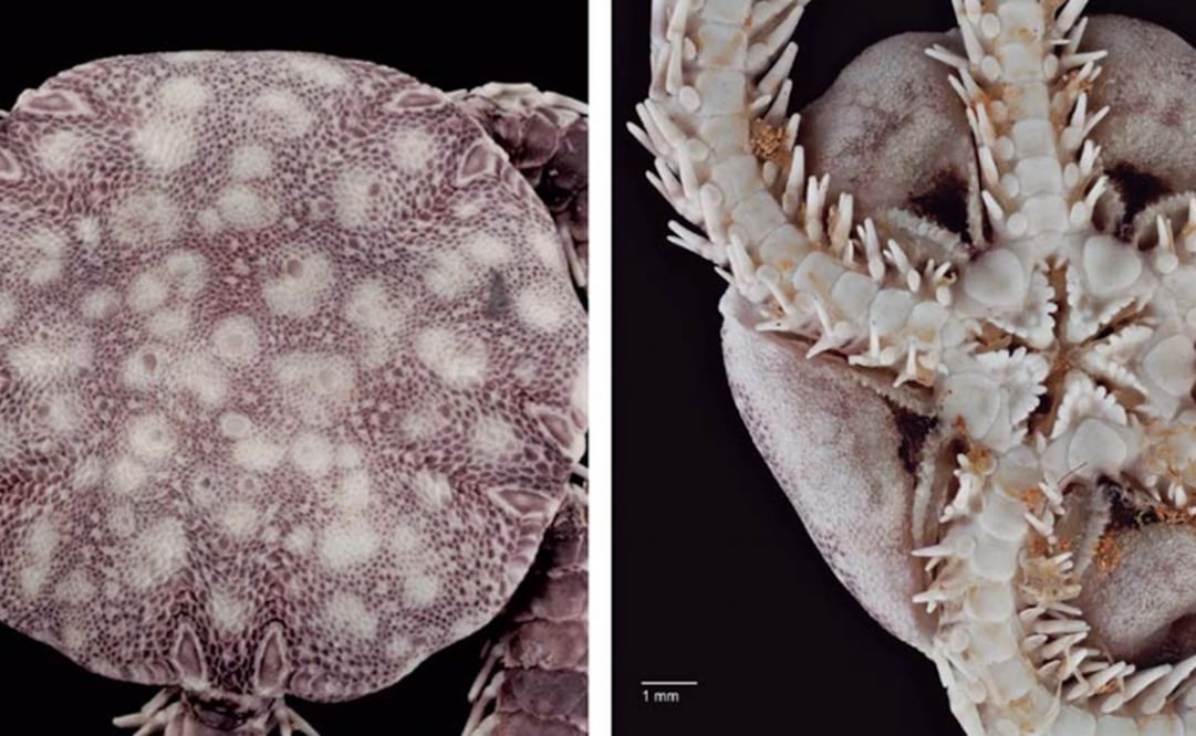 The species was first discovered in 2006 - Photo: Courtesy of UNAM