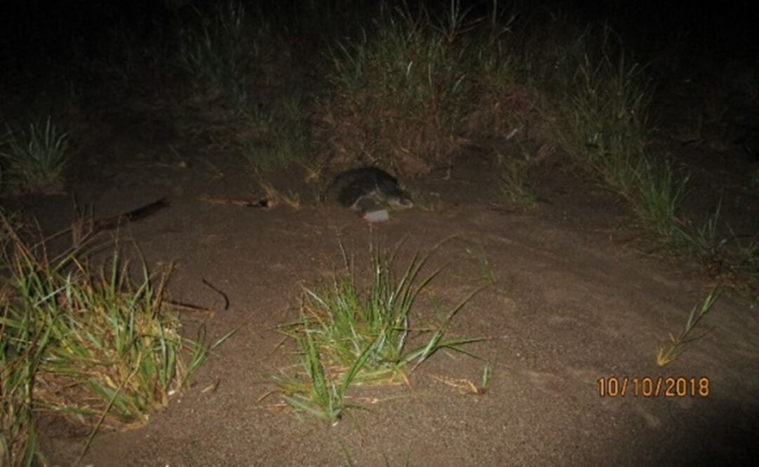 Los huevos fueron localizados en 40 nidos que se encontraban ubicados en la Playa Platanitos, en el municipio de Bahía de Banderas, Nayarit (Foto: Cortesía / Profepa)